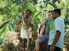 Zimt Ceylon gemahlen - BIO - bioKontor